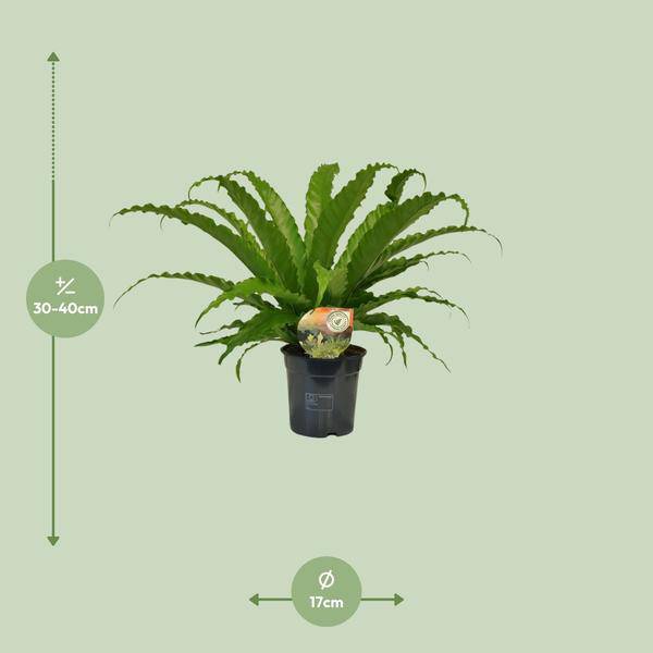 Nestfarn - Asplenium Osaka - Zimmerpflanze - Ø17cm - ↕40cm 