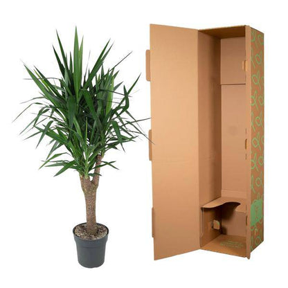 Palmlilie – Yucca Elephantipes – Zimmerpflanze – Ø31cm – ↕150cm – Robuste, pflegeleichte Grünpflanze für Innen & Außen 