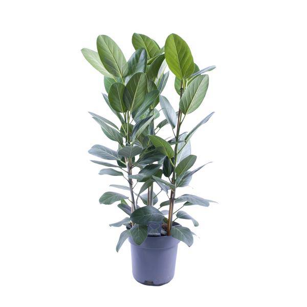 Banyanbaum - Ficus Audrey - Zimmerpflanze - Ø27cm - ↕105cm - 3 Stück 