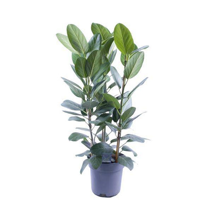 Banyanbaum - Ficus Audrey - Zimmerpflanze - Ø27cm - ↕105cm - 3 Stück 