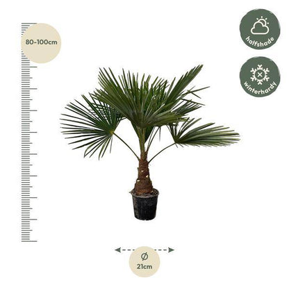 Hanfpalme – Trachycarpus 100cm – Ø21cm – Immergrüne Palme mit fächerförmigen Blättern – Exotische Kübelpflanze für Garten, Terrasse, Wintergarten & Wohnzimmer – Pflegeleicht 