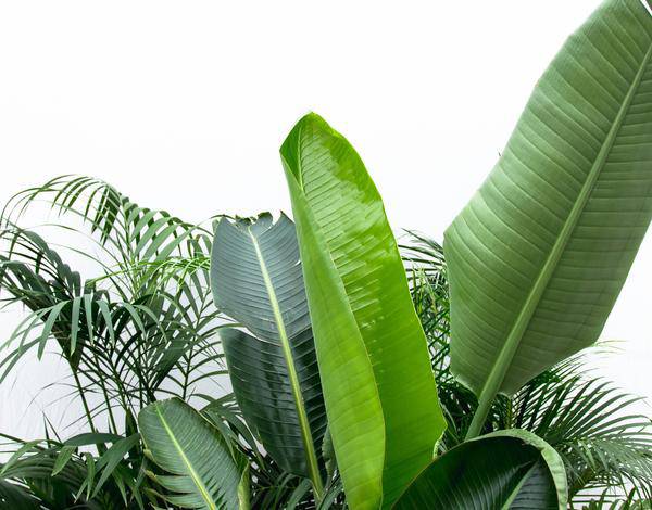 Vorteilspaket XXL - Kentia 200 cm, Strelitzia Nicolai 225 cm, Areca 200 cm 