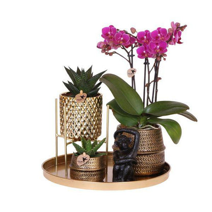 Pflanzenset Hotel Chic – Flieder – Phalaenopsis Orchidee & Sukkulenten – Inklusive Diamond- & Groove-Keramiktöpfe – Mit Monkey Long Tail & goldenem Tablett – Elegantes Zimmerpflanzen-Set 