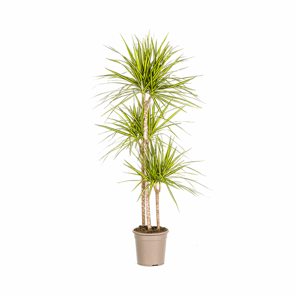 Dracaena marginata Sunray – Drachenbaum – Zimmerpflanze – Ø24cm – ↕130-150cm – Tropische Pflanze für hellen Innenbereich – Pflegeleicht & Minimalistisch 