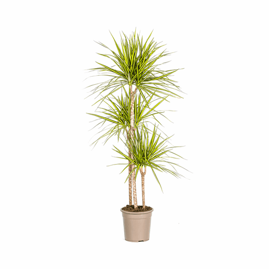 Dracaena marginata Sunray – Drachenbaum – Zimmerpflanze – Ø24cm – ↕130-150cm – Tropische Pflanze für hellen Innenbereich – Pflegeleicht & Minimalistisch 