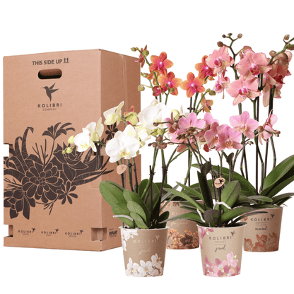 Überraschungsbox mit 4 verschiedenen Kolibri Orchideen – 12cm – Zimmerpflanzen-Set – Frisch vom Bauern – Perfekt als Geschenk oder für Orchideenfans 