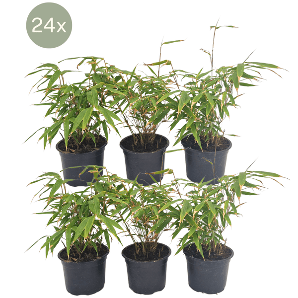 Schirmbambus - Fargesia Rufa - Ø13cm - ↕25cm - 24 Stück 