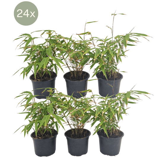 Schirmbambus - Fargesia Rufa - Ø13cm - ↕25cm - 24 Stück 