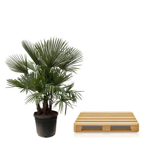 Hanfpalme – Trachycarpus mehrstämmig 230cm – Ø50cm – XXL-Palme mit fächerförmigen Blättern – Exotische Kübelpflanze für Garten, Terrasse, Wintergarten & Wohnzimmer – Pflegeleicht 