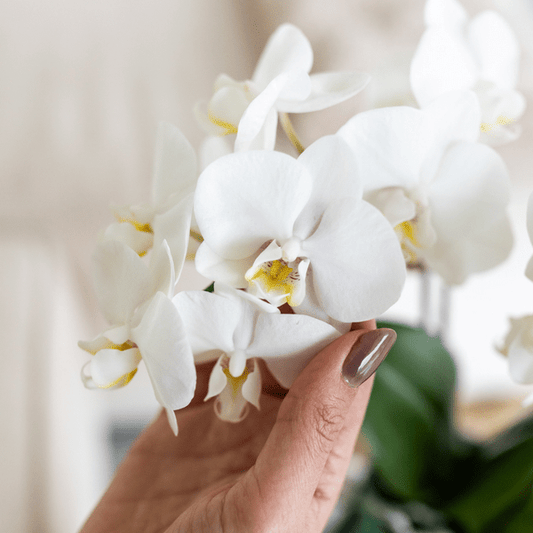 Phalaenopsis Orchidee Amabilis Weiß – Zimmerpflanze Ø9cm – inkl. Malaga Ziertopf Grün – Elegante Orchidee mit 2–3 Blütenstielen – Dekoratives Pflanzenset für Wohnzimmer, Büro & Geschenkidee 