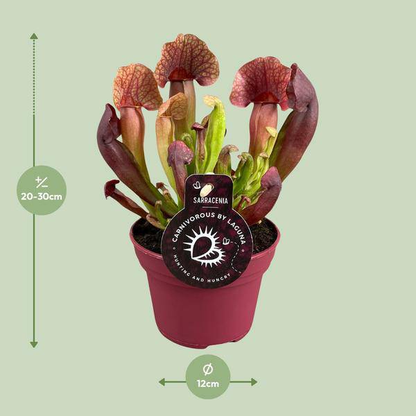 Sarracenia Catesbaei – Fleischfressende Zimmerpflanze – Ø12cm Topf – 23cm Höhe – Pflegeleicht & Dekorativ 