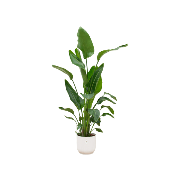Strelitzia Nicolai – Baum-Strelitzie – ca. 160cm hoch – Ø30cm – Inkl. Pflanztopf Vibes Fold Rund Weiß – Tropische XXL Zimmerpflanze mit großen Blättern – Exotische Grünpflanze für Wohnzimmer & Büro 