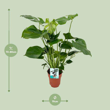 Monstera Deliciosa – Köstliches Fensterblatt – Zimmerpflanze – Ø19cm x ↕60cm – Tropische Zimmerpflanze mit fenestrierten Blättern – Luftreinigend & pflegeleicht 