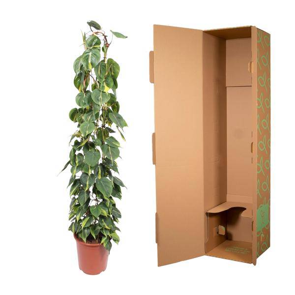 Baumfreund - Philodendron Scandens Brasil - Zimmerpflanze - 160cm - ø27cm 