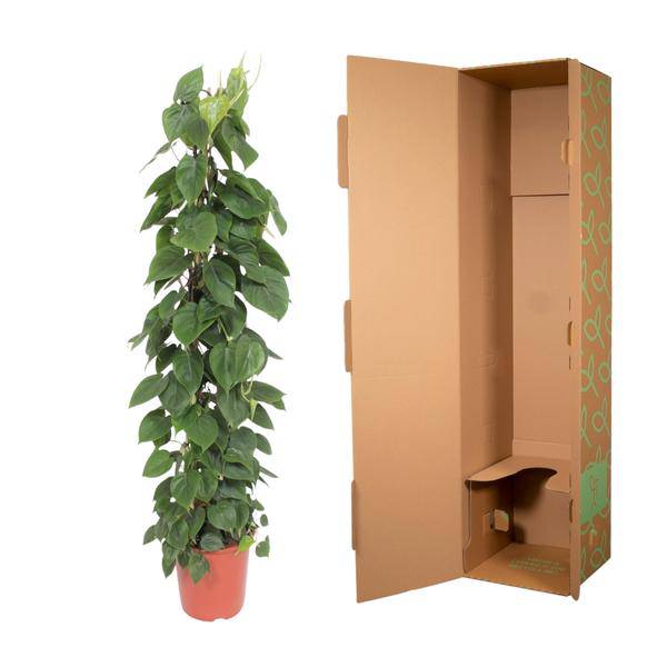 Herzblatt Philodendron Scandens – Zimmerpflanze – 150cm – Ø27cm – Tropische Kletterpflanze mit herzförmigen Blättern – Luftreinigende Rankpflanze für Wohnzimmer, Büro & Indoor-Deko 