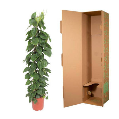 Herzblatt Philodendron Scandens – Zimmerpflanze – 150cm – Ø27cm – Tropische Kletterpflanze mit herzförmigen Blättern – Luftreinigende Rankpflanze für Wohnzimmer, Büro & Indoor-Deko 