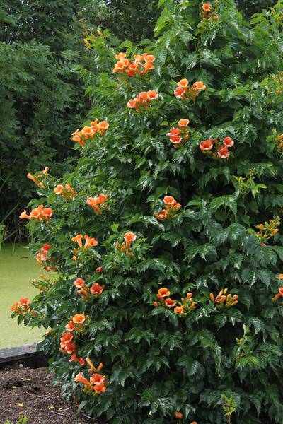Trompetenblume Orange - Campsis Indian Summer - Ø15cm - ↕65cm 