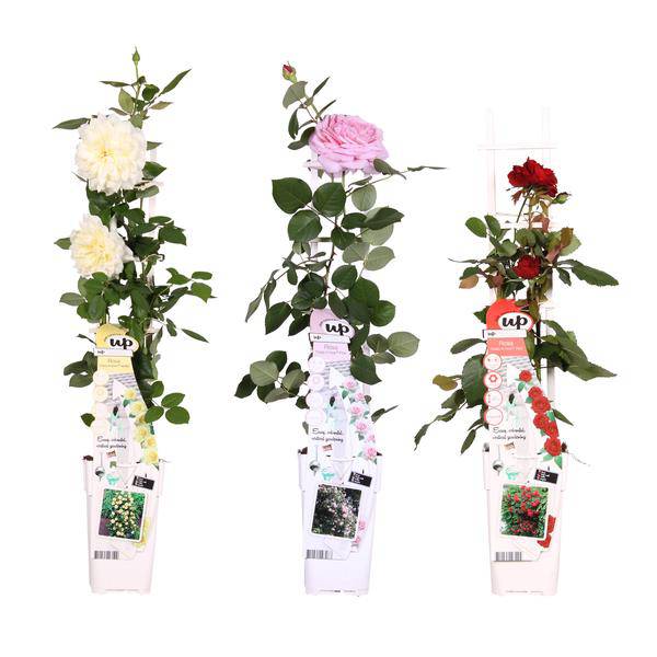 Rosen Mix - ↨65cm - Ø15cm - 3 Stück 
