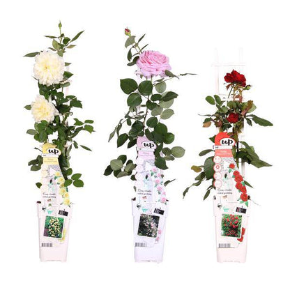 Rosen Mix - ↨65cm - Ø15cm - 3 Stück 
