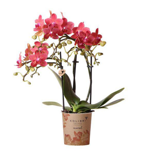 Rote Phalaenopsis-Orchidee Kongo – Blühende Zimmerpflanze – Ø9cm – 2–3 kräftige Zweige – Multiflora-Blüten – Perfekt für Couchtisch & Deko 