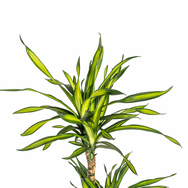 Dracaena Deremensis Rikki - Drachenbaum - Zimmerpflanze - Ø21cm - ↕90-110cm 