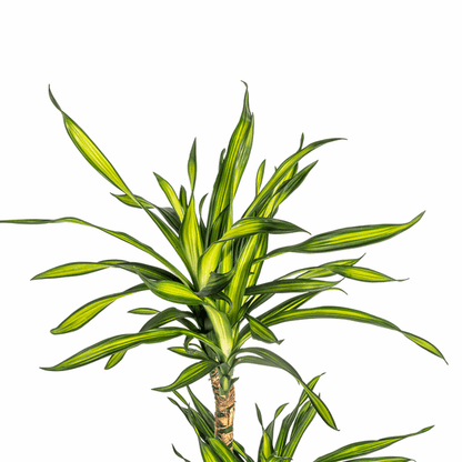 Dracaena Deremensis Rikki - Drachenbaum - Zimmerpflanze - Ø21cm - ↕90-110cm 