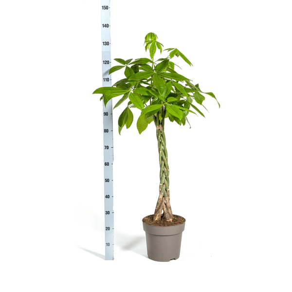 Glückskastanie – Pachira Aquatica – Zimmerpflanze – Ø27cm – Höhe 140-150cm – Geflochtener Stamm & glänzende Blätter – Exotisch & pflegeleicht 
