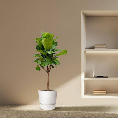Geigen-Feige – Ficus Lyrata – Zimmerpflanze 180cm – Ø30cm – Trendige Designpflanze mit großen geigenförmigen Blättern – Exklusive Kübelpflanze für Wohnzimmer, Büro & Wintergarten – Pflegeleicht 