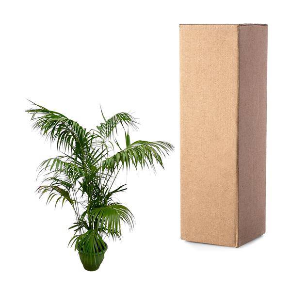 Kentia-Palme – Howea forsteriana – Zimmerpflanze 260cm – Ø35cm – XXL-Palme mit eleganten dunkelgrünen Wedeln – Exklusive Kübelpflanze für Wohnzimmer, Büro & Wintergarten – Pflegeleicht 
