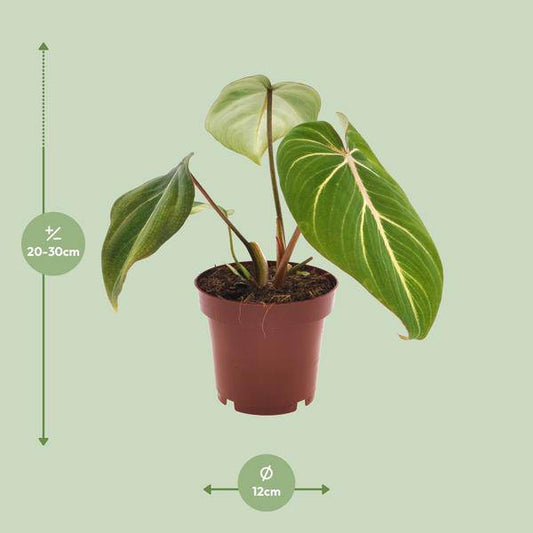 Baumfreund - Philodendron Selloum Atom - Zimmerpflanze - Ø12cm - ↕25cm 