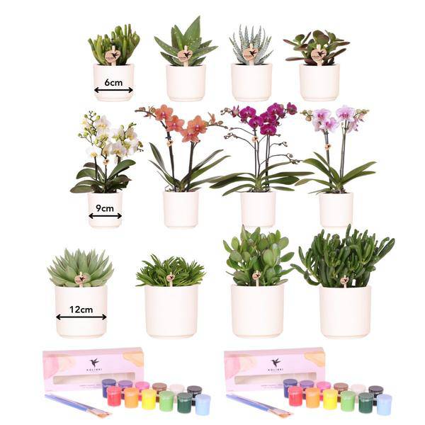 Malset zum Bemalen von 12 Blumentöpfen + Orchideen und Sukkulenten - Für mindestens 4 Personen 