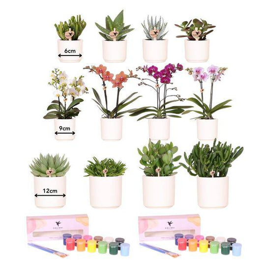 Malset zum Bemalen von 12 Blumentöpfen + Orchideen und Sukkulenten - Für mindestens 4 Personen 