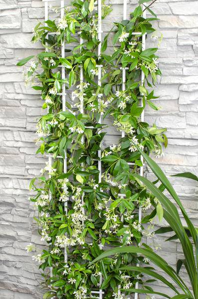Sternjasmin Trachelospermum 'Star of Venice' – Weiß – Immergrüne Kletterpflanze – ca. 65cm Höhe – Duftender mediterraner Jasmin für Terrasse & Balkon 