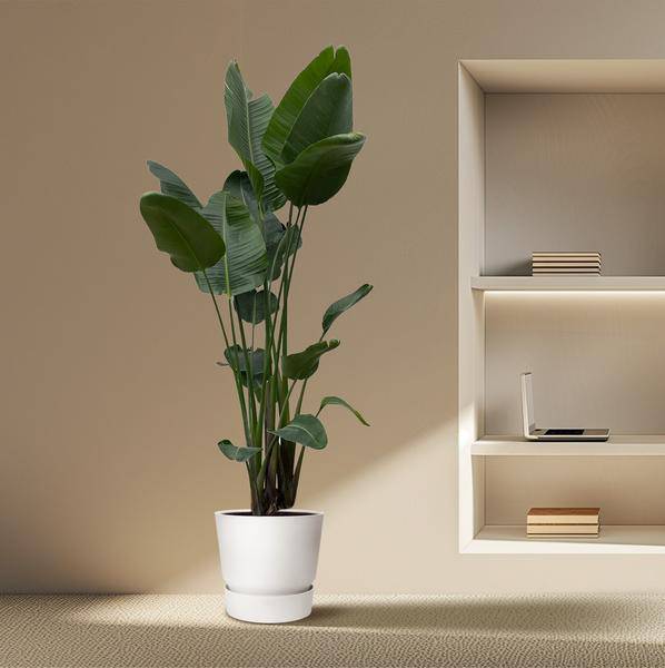 Strelitzia Nicolai – Baumstrelitzie – Zimmerpflanze 250cm – Ø50cm – Weißer Paradiesvogel mit großen grünen Blättern – Exotische Zimmer- & Kübelpflanze – Für helle Innenräume 