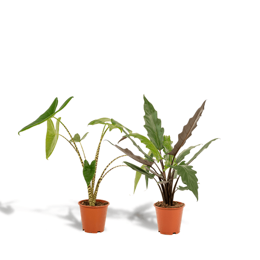 Pflanzenset - Pfeilblätter - Alocasia Zebrina - Ø19cm - ↕75cm + Alocasia Lauterbachiana - Ø19cm - ↕75cm 