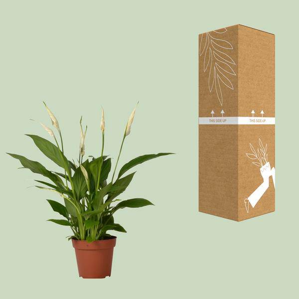 Einblatt – Spathiphyllum Bingo Cupido – Zimmerpflanze – Ø12 cm Topf – ca. 45 cm hoch – Luftreinigend – Weiße Blüten – Pflegeleicht & Tropisch 