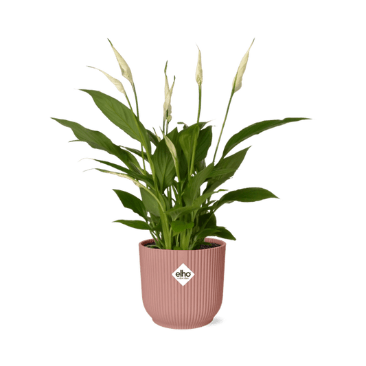 Einblatt - Spathiphyllum Torelli - Zimmerpflanze - 12cm + Topf Vibes Fold 14cm Rosa 