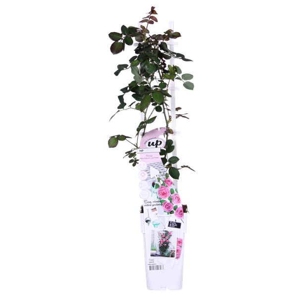 Rosa Rose -Rosa Crazy in love 'Pink' -  Ø15cm - ↕65cm 