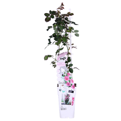 Rosa Rose -Rosa Crazy in love 'Pink' -  Ø15cm - ↕65cm 