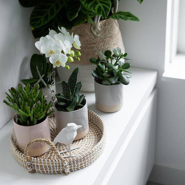Weißes Geflochtenes Tablett Ø30cm – Handgewebtes Deko-Tablett – Pflanzentablett & Wohnaccessoire 