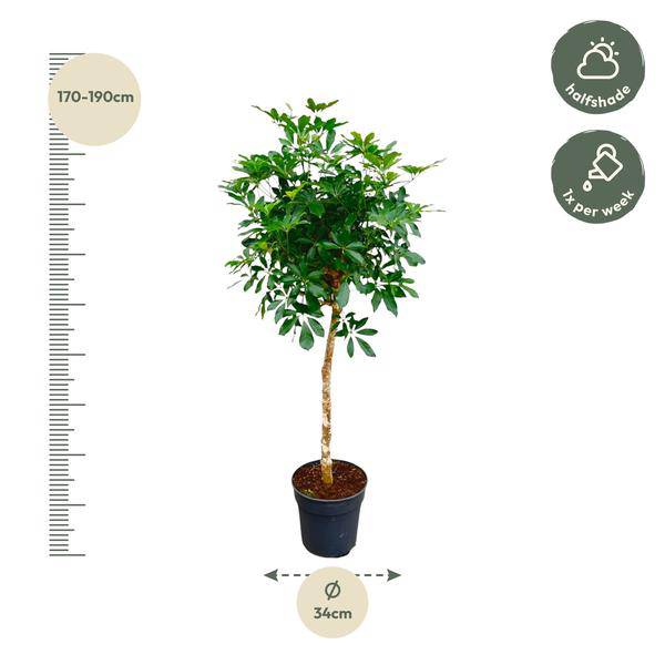 Strahlenaralie – Schefflera auf Stiel – Zimmerpflanze 170cm – Ø35cm – Immergrüne Grünpflanze mit handförmigen Blättern – Tropische XXL-Pflanze für Wohnzimmer & Büro – Pflegeleicht 