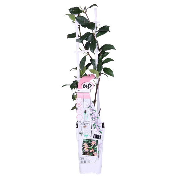 Sternjasmin Trachelospermum 'Star of Ibiza' – 2er-Set – ca. 65cm hoch im Ø15cm – Immergrüne, winterharte Kletterpflanze mit rosa Blüten – Für Balkon, Terrasse & Garten 