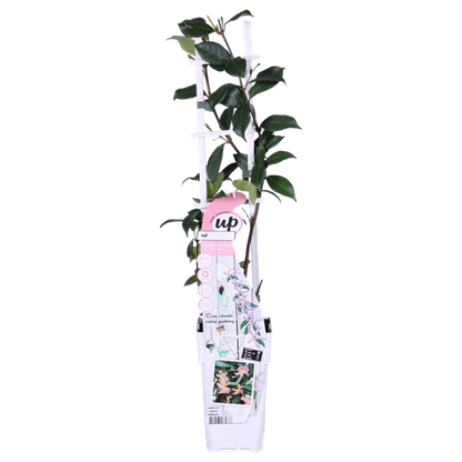 Sternjasmin Trachelospermum 'Star of Ibiza' – 2er-Set – ca. 65cm hoch im Ø15cm – Immergrüne, winterharte Kletterpflanze mit rosa Blüten – Für Balkon, Terrasse & Garten 