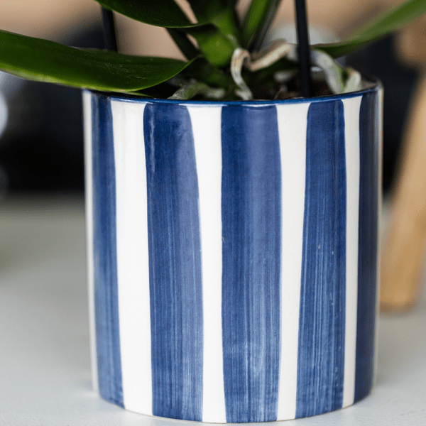Phalaenopsis Orchidee Amabilis Weiß und Sukkulente Crassula Hobbit im blauen Painted Stripe Topf Ø9cm + Ø6cm - Zimmerpflanze - Pflanzset 