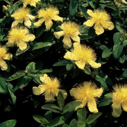 Hypericum calycinum – Großkelchiges Johanniskraut – ↕10-25 cm – Ø9 cm – 6 Pflanzen – Bodendecker & Blühpflanze – Pflegeleicht & sonnig 