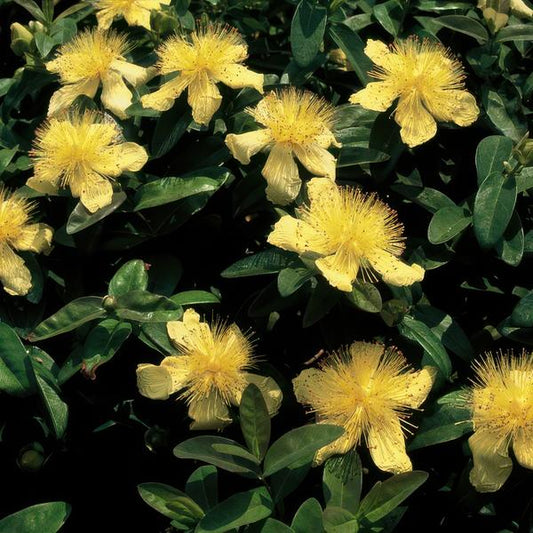 Hypericum calycinum – Großkelchiges Johanniskraut – ↕10-25 cm – Ø9 cm – 6 Pflanzen – Bodendecker & Blühpflanze – Pflegeleicht & sonnig 