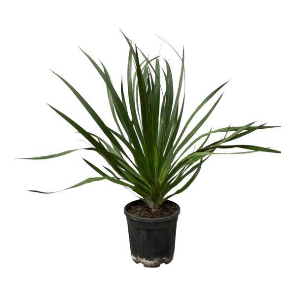 Dracaena Draco – Drachenbaum – Zimmerpflanze – Ø24cm – Höhe ca. 100cm – pflegeleichte exotische Grünpflanze für Wohnzimmer und Büro 