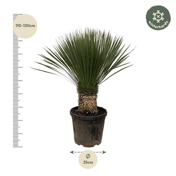 Palmlilie – Yucca Rostrata 100cm – Ø38cm – Exotische Wüstenpflanze mit blaugrauen Blättern – Pflegeleichte Zimmer- & Kübelpflanze für Wohnzimmer, Terrasse & Garten 