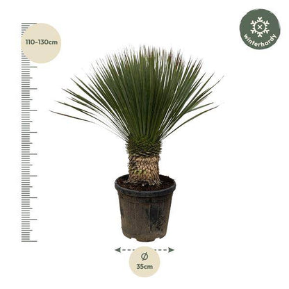 Palmlilie – Yucca Rostrata 100cm – Ø38cm – Exotische Wüstenpflanze mit blaugrauen Blättern – Pflegeleichte Zimmer- & Kübelpflanze für Wohnzimmer, Terrasse & Garten 