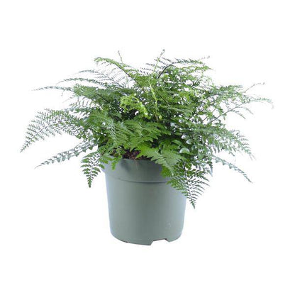 Nestfarn - Asplenium Parvati - Zimmerpflanze - Ø27cm - ↕50cm 